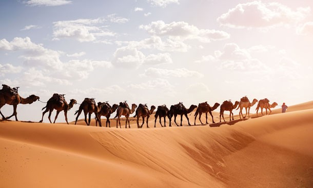 A camel caravan crossing the golden dunes near Merzouga